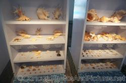 Various conch shells at Cancun Interactive Aquarium at La Isla Shopping Village in Cancun.jpg