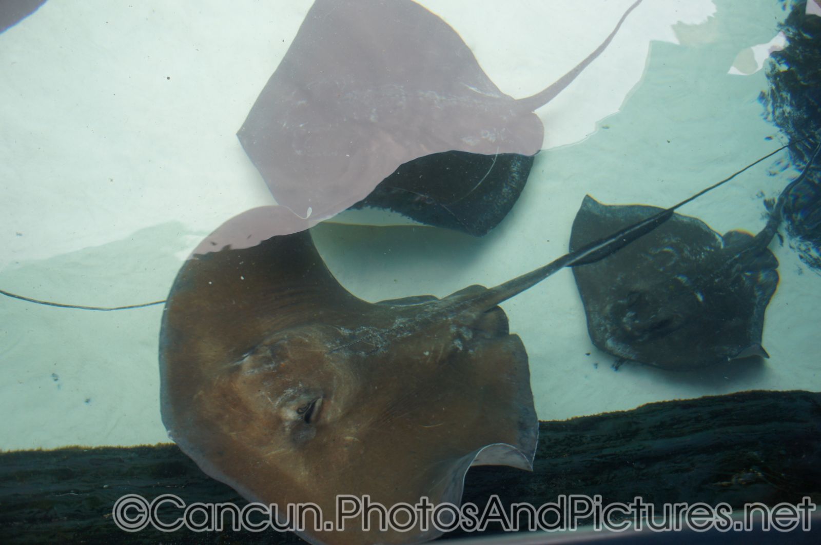 3 Stingrays at Cancun Interactive Aquarium.jpg