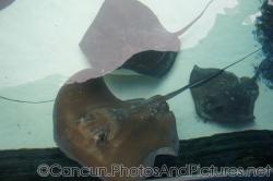 3 Stingrays at Cancun Interactive Aquarium.jpg