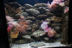 Anemones at Cancun Interactive Aquarium at La Isla Shopping Village in Cancun.jpg