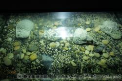 Baby piranhas at Cancun Interactive Aquarium at La Isla Shopping Village in Cancun.jpg