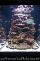 Caribbean fish tank at Cancun Interactive Aquarium at La Isla Shopping Village in Cancun.jpg