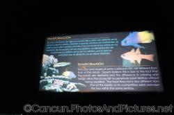 Caribbean fish transformation info at Cancun Interactive Aquarium at La Isla Shopping Village in Cancun.jpg
