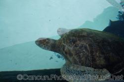 Close up of a large turtle at Cancun Interactive Aquarium.jpg