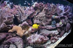 Colorful tropical fish at Cancun Interactive Aquarium at La Isla Shopping Village in Cancun.jpg