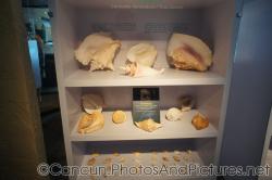 Conch shells at Cancun Interactive Aquarium at La Isla Shopping Village in Cancun.jpg