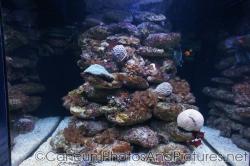 Corals and marine life at Cancun Interactive Aquarium at La Isla Shopping Village in Cancun.jpg