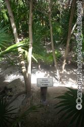 Ciricote K'oopte Cordia Dodecantra plant at Ocean Coral & Turquesa.jpg