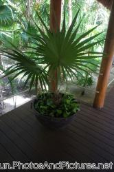 Fan palm plant in a bowl planter at Ocean Coral & Turquesa.jpg