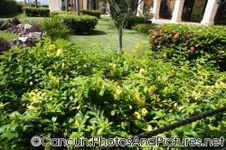 Green plants surround walkways at Ocean Coral & Turquesa.jpg