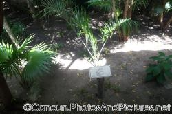 Iguana sign at Ocean Coral & Turquesa.jpg