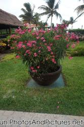 Large brown bowl planter with Oleanders at Ocean Coral & Turquesa.jpg