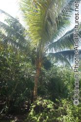 Large coconut tree at Ocean Coral & Turquesa.jpg