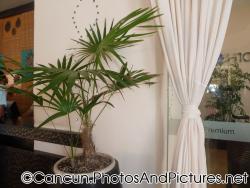 Palm plant and container at Ocean Coral & Turquesa lobby.jpg