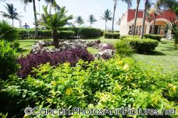 Palm tree and purple tropical plants at Ocean Coral & Turquesa.jpg